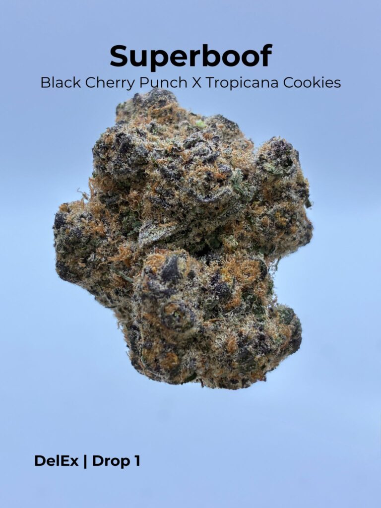 Gelato x Z