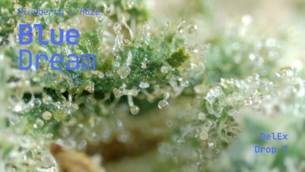 Blue Dream - Image 3