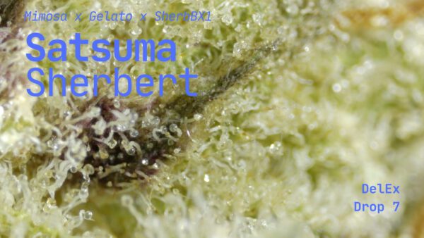 Satsuma Sherbert - Image 2