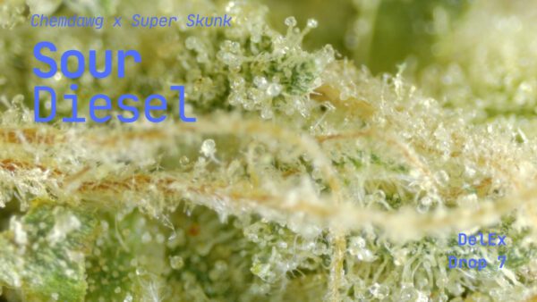 Sour Diesel - Image 3